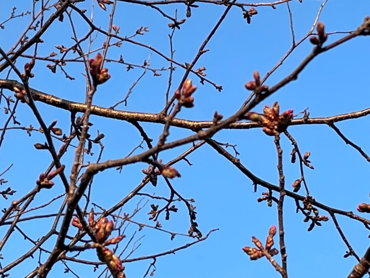 桜便り