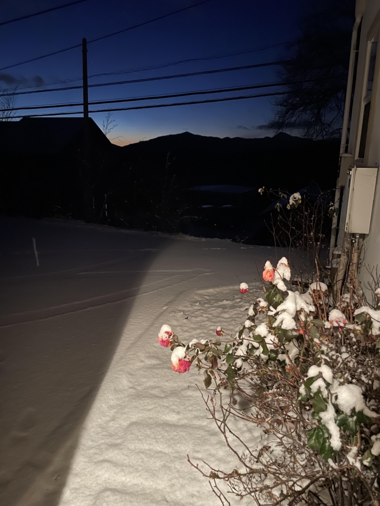 昨晩は本格的な雪が降りました！